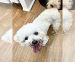Small #1 Poodle (Miniature) Mix