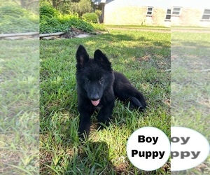 German Shepherd Dog Puppy for sale in FRIENDSWOOD, TX, USA