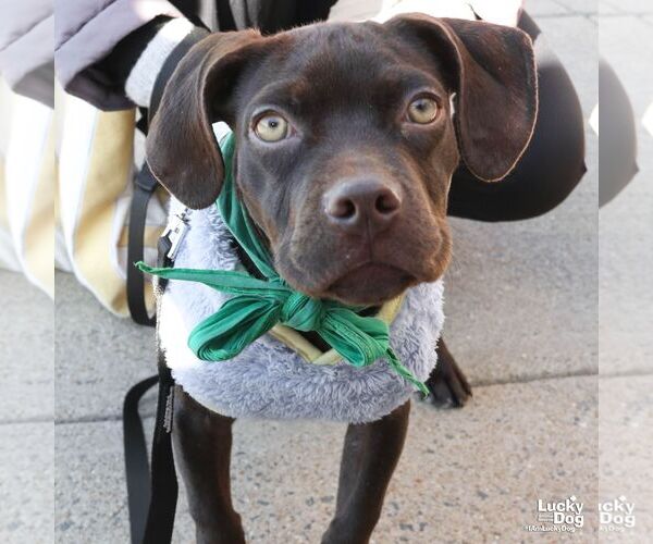 Medium Photo #6 Boston Terrier-Pointer Mix Puppy For Sale in Washington, DC, USA