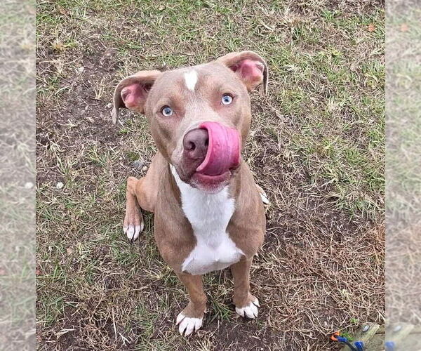 Medium Photo #3 American Pit Bull Terrier-Unknown Mix Puppy For Sale in Anniston, AL, USA