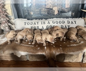 Golden Retriever Puppy for sale in RICHLAND, MO, USA