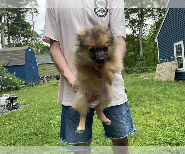 Medium Photo #4 Pomeranian Puppy For Sale in MIDDLEBORO, MA, USA