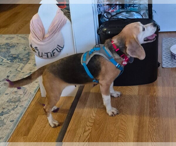 Medium Photo #5 Beagle Puppy For Sale in Dunnellon, FL, USA