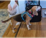 Small #4 Beagle