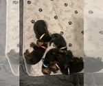 Small Photo #18 Rottweiler Puppy For Sale in PONTE VEDRA, FL, USA