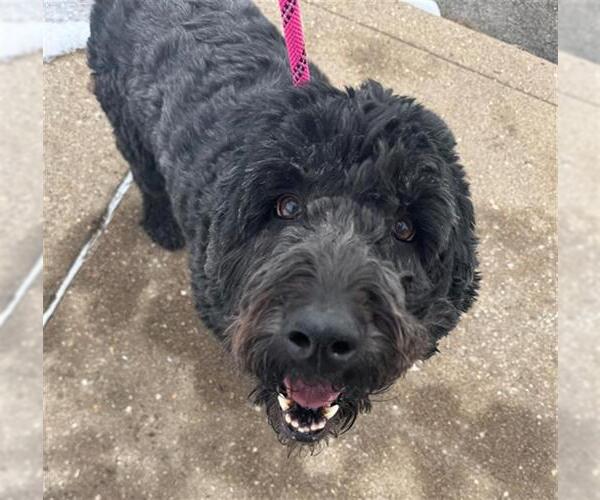 Medium Photo #1 Labradoodle Puppy For Sale in Peoria, IL, USA