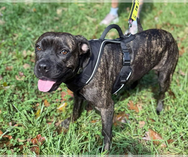 Medium Photo #4 American Staffordshire Terrier-Boxer Mix Puppy For Sale in Arlington, VA, USA