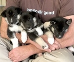 Small Photo #2 Siberian Husky Puppy For Sale in WESTHAMPTON, MA, USA