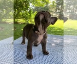 Small Photo #22 French Bulldog Puppy For Sale in BREMEN, IN, USA