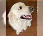 Small Photo #1 English Cream Golden Retriever Puppy For Sale in HUNTSVILLE, AL, USA
