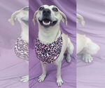 Small #6 Labrador Retriever Mix