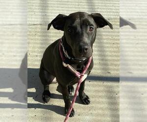 Mutt Dogs for adoption in Sacramento, CA, USA