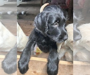 Labradoodle Puppy for sale in CANTON, GA, USA