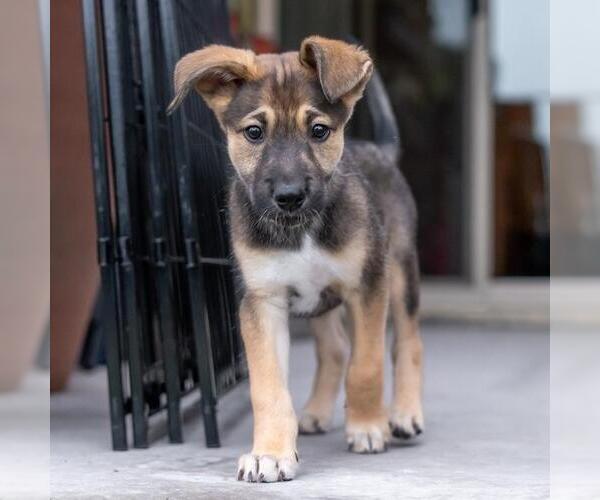 Medium Photo #5 Boxer-Unknown Mix Puppy For Sale in San Diego, CA, USA