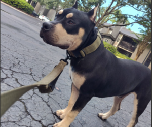 American Bully Puppy for sale in JACKSONVILLE, FL, USA