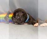 Small #12 Faux Frenchbo Bulldog