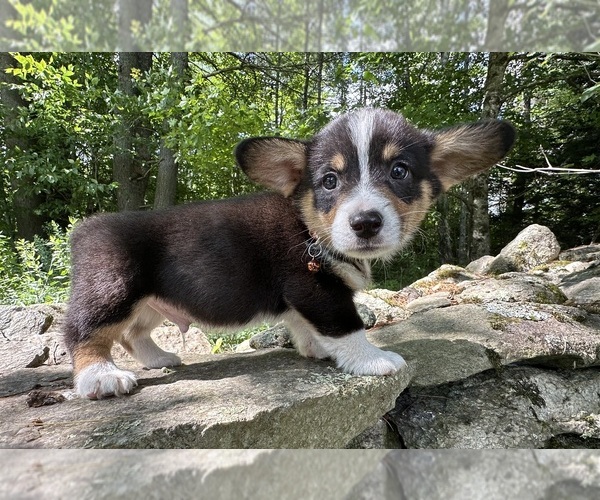 Medium Photo #14 Pembroke Welsh Corgi Puppy For Sale in PERKINSVILLE, VT, USA
