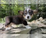 Small #12 Pembroke Welsh Corgi