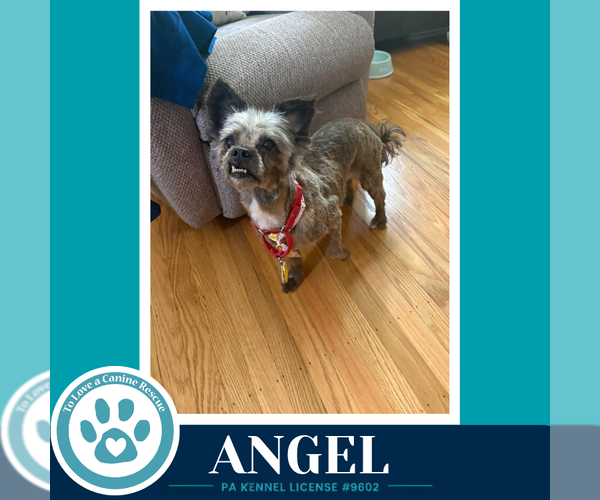 Medium Photo #4 Toxirn Puppy For Sale in Kimberton, PA, USA