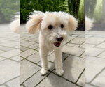 Small Maltipoo (Miniature)