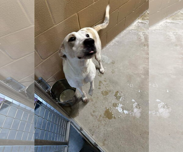 Medium Photo #3 Mutt Puppy For Sale in Rockaway, NJ, USA