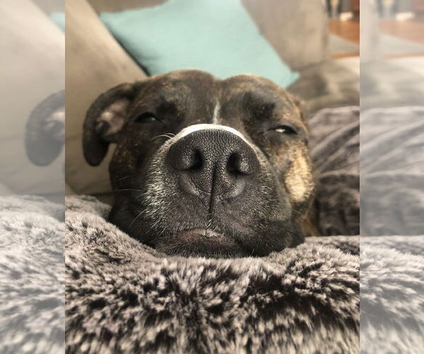 Medium Photo #8 Boxer-Unknown Mix Puppy For Sale in Gates Mills, OH, USA