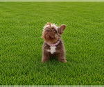 Small #4 French Bulldog
