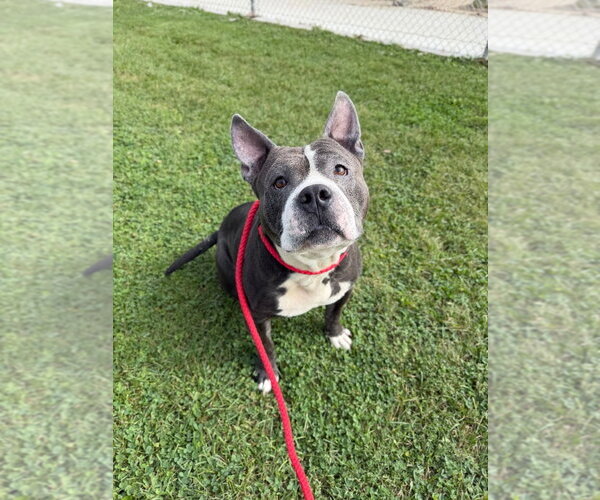 Medium Photo #4 American Staffordshire Terrier Puppy For Sale in Pierceton , IN, USA