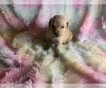 Small Photo #8 Golden Retriever Puppy For Sale in ALIQUIPPA, PA, USA