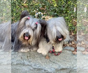 Mother of the Skye Terrier puppies born on 06/11/2024