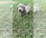 Small Photo #2 Labrador Retriever Puppy For Sale in MACOMB, MO, USA