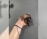 Small #2 French Bulldog