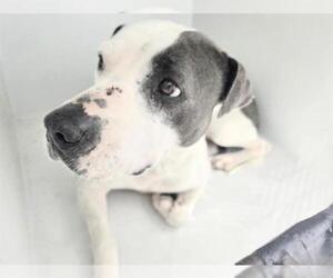 American Pit Bull Terrier-Unknown Mix Dogs for adoption in Houston, TX, USA