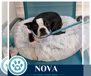 Boston Terrier Dogs for adoption in Kimberton, PA, USA