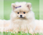 Small #1 Pomeranian