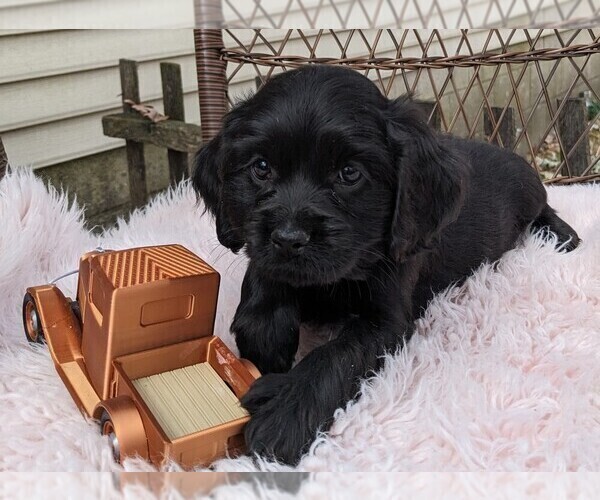 Medium Photo #2 Cock-A-Poo Puppy For Sale in SALEM, MO, USA