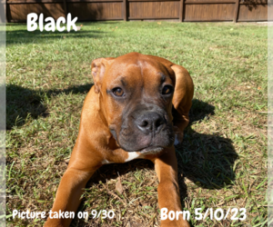 Boxer Puppy for sale in WEST COLUMBIA, SC, USA
