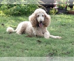 Small Photo #1 Labradoodle Puppy For Sale in CEDAR HILL, TX, USA