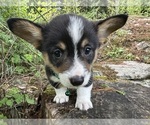 Small Photo #44 Pembroke Welsh Corgi Puppy For Sale in PERKINSVILLE, VT, USA