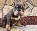 Puppy 2 American Bully