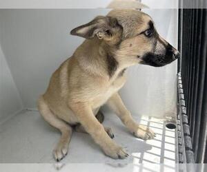German Shepherd Dog-Unknown Mix Dogs for adoption in Houston, TX, USA