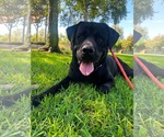 Small #4 Labrador Retriever Mix