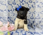 Small Photo #3 Akita Puppy For Sale in AIRVILLE, PA, USA