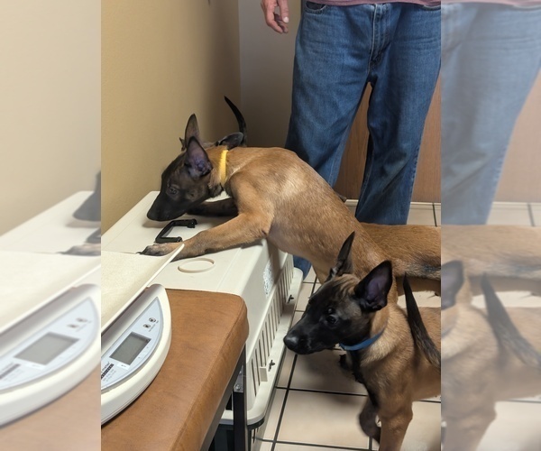 Medium Photo #20 Belgian Malinois Puppy For Sale in OSHKOSH, WI, USA