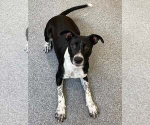 Labrador Retriever-Unknown Mix Dogs for adoption in Low Moor, VA, USA