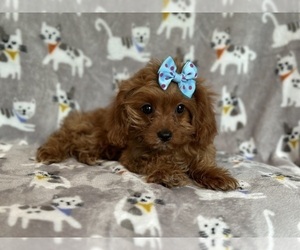 Cavapoo Puppy for sale in LAKELAND, FL, USA