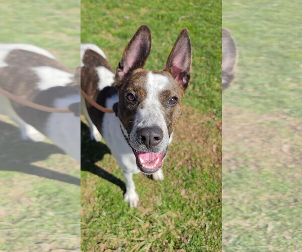 Medium Photo #1 Mutt Puppy For Sale in Rockaway, NJ, USA