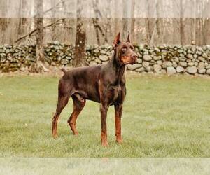 Father of the Doberman Pinscher puppies born on 01/07/2025