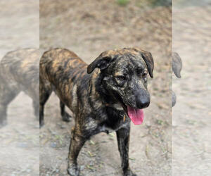 Clyde - Male Holland Shepherd-Plott Hound Mix Dog for Adoption - Photo #5