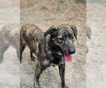 Small #4 Holland Shepherd-Plott Hound Mix
